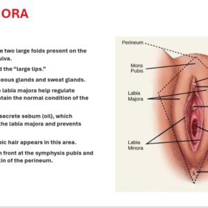 Reproductive system, External genital organs,vulva, Anatomy ,PPT
